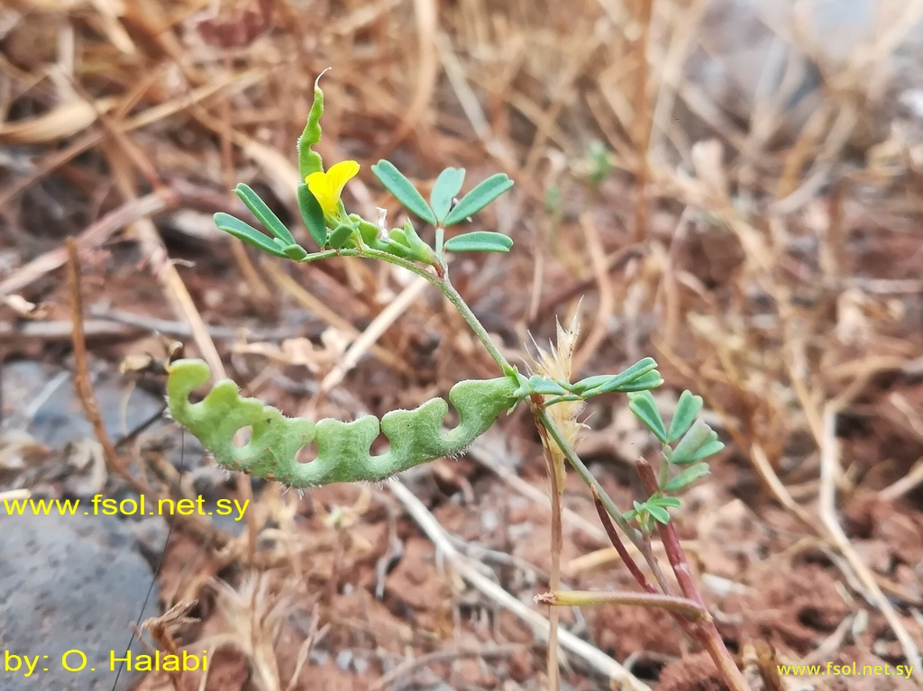 Hippocrepis unisiliquosa L.